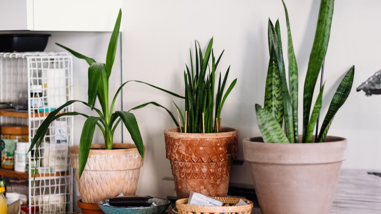 lengua de suegra tenga un color más intenso