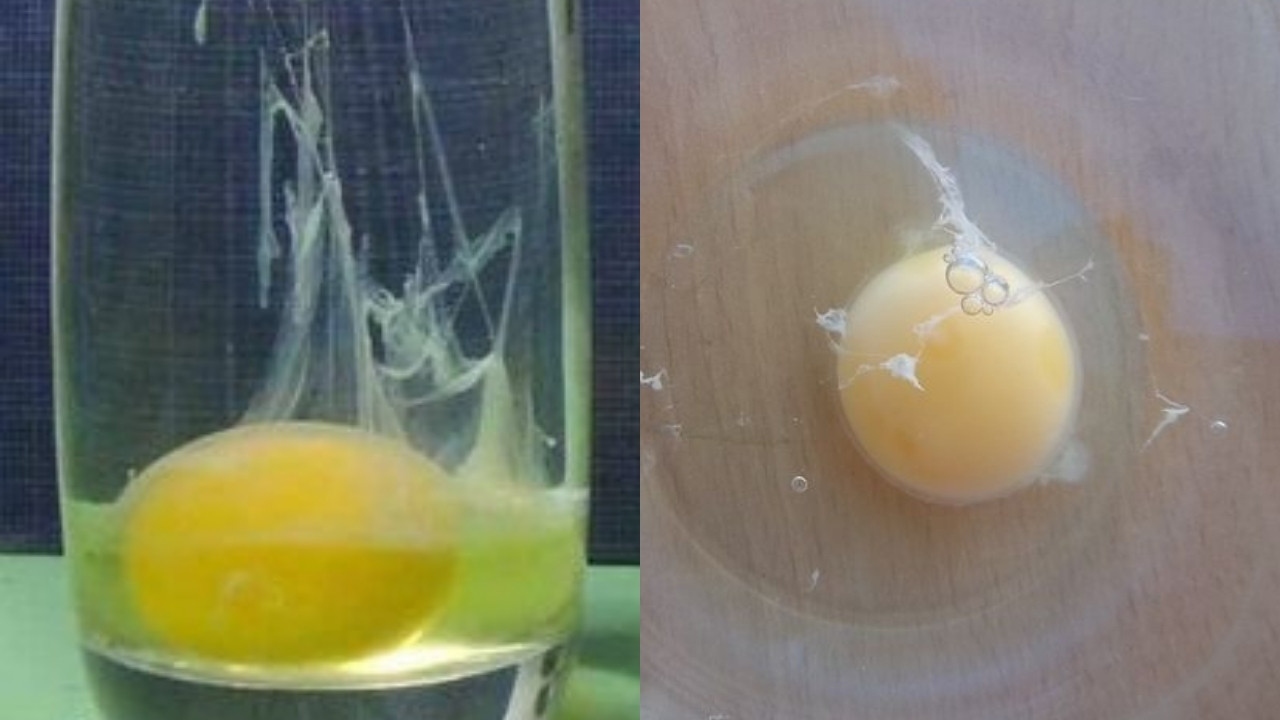 punto blanco en yema limpia con huevo