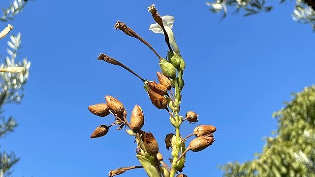 beneficios de limpia con tabaco