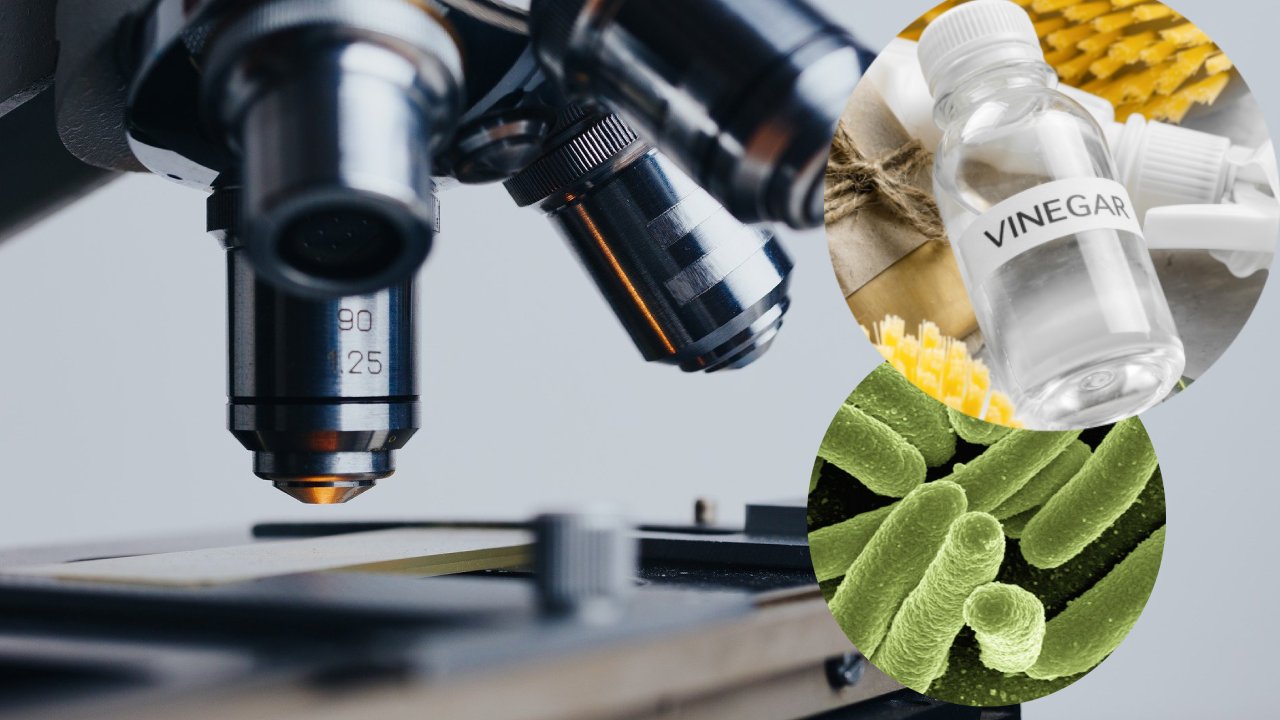 microscopio bacterias vinagre