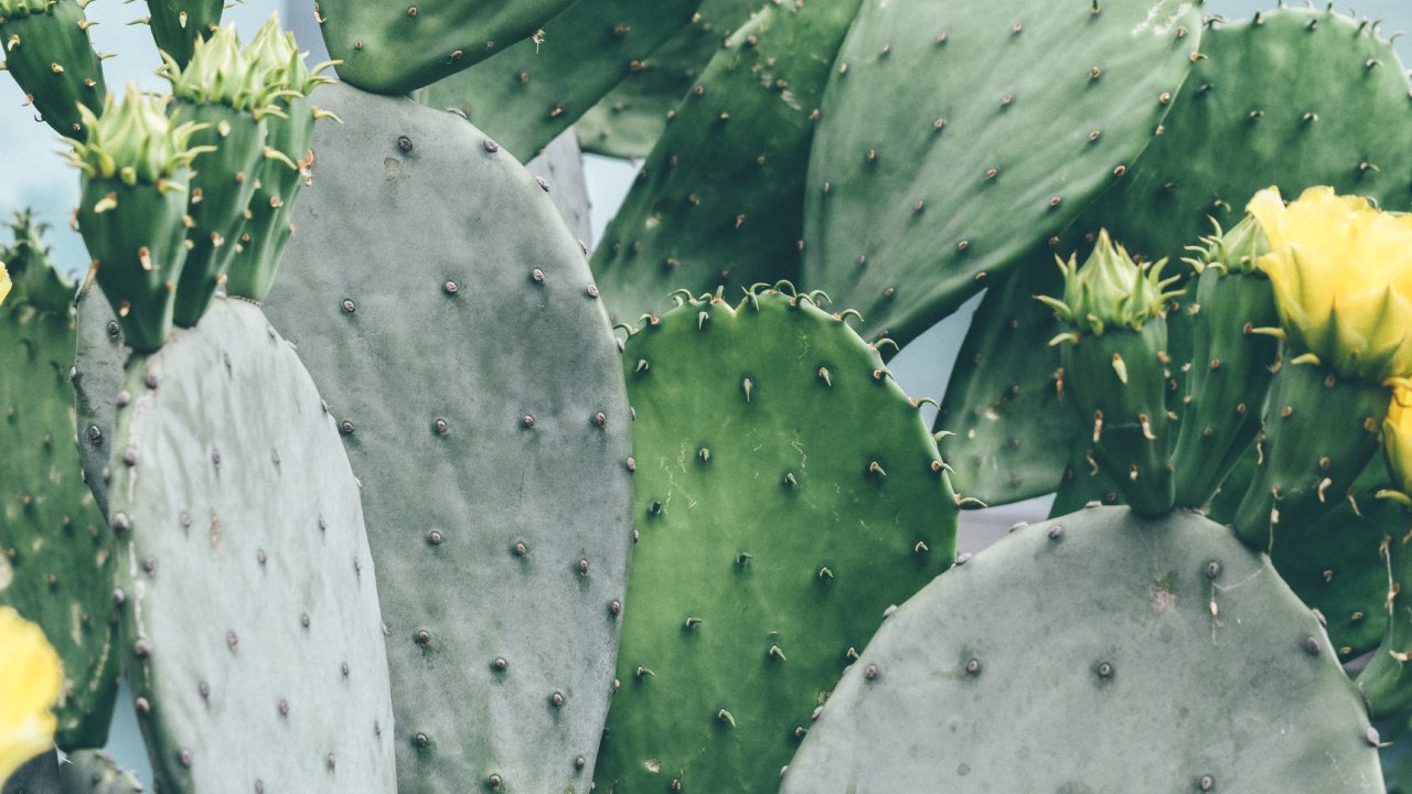 nopal para eliminar arrugas