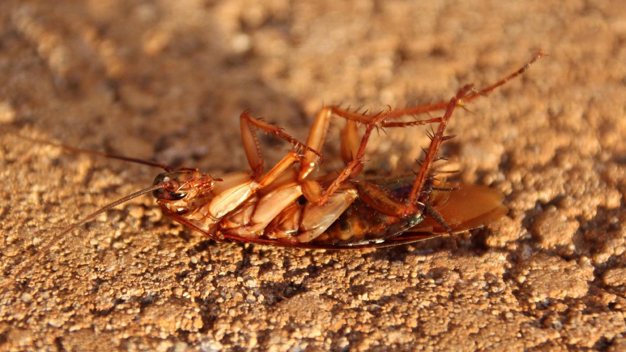 Para qué sirven las cucarachas