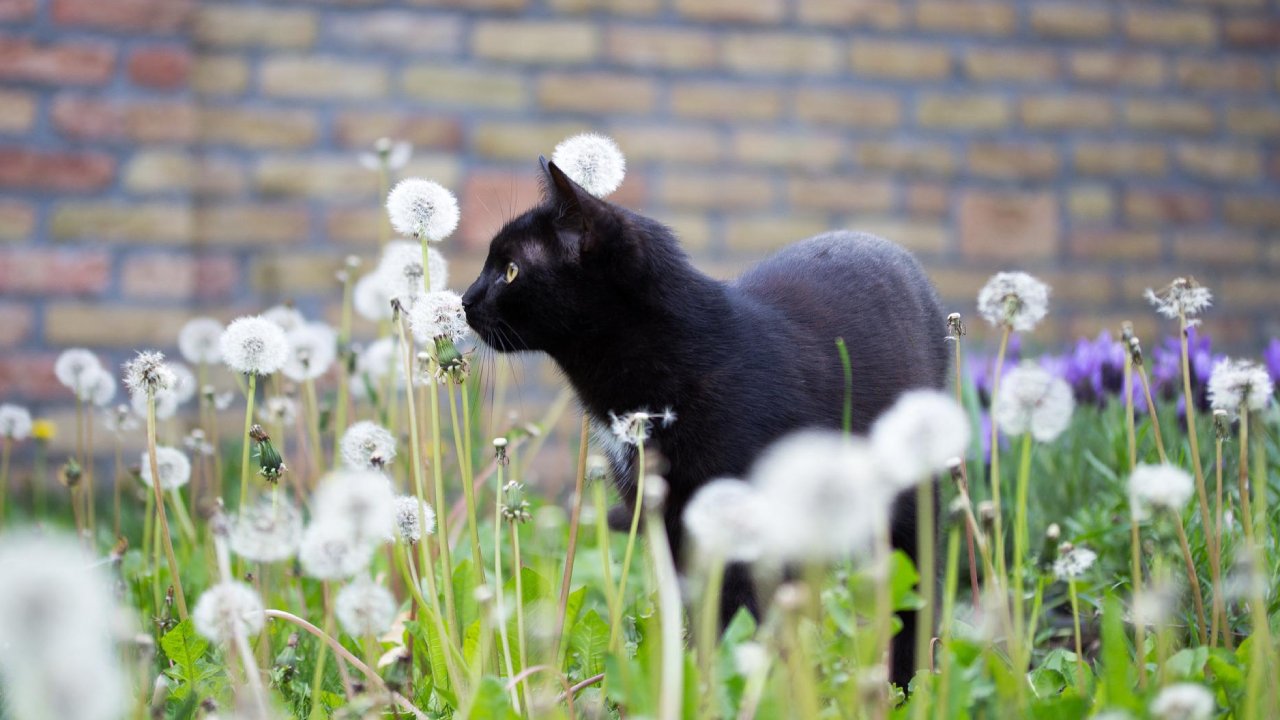 plantas para ahuyentar gatos
