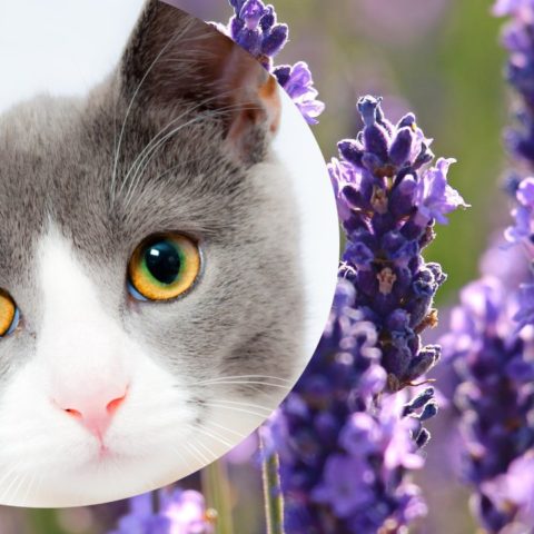 plantas para ahuyentar gatos