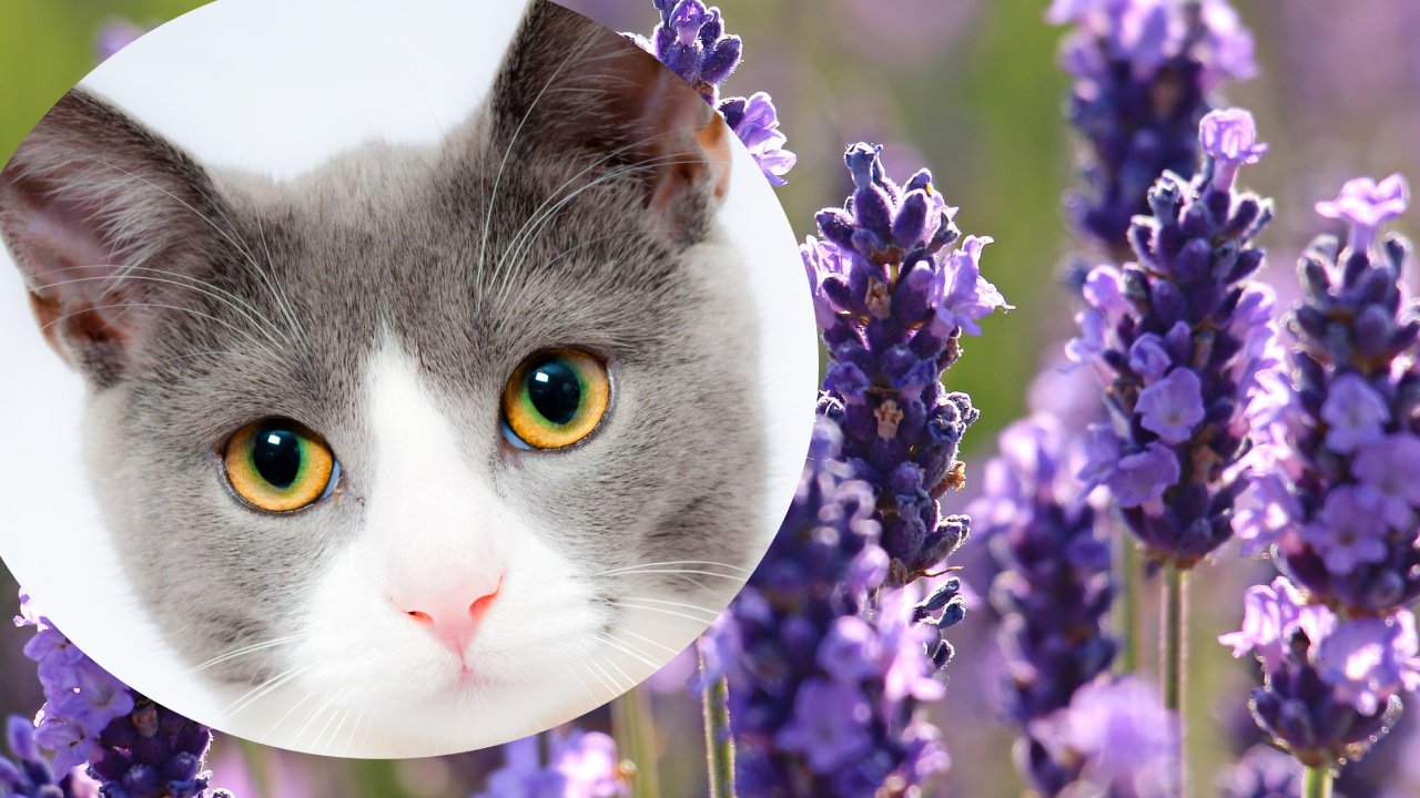 plantas para ahuyentar gatos