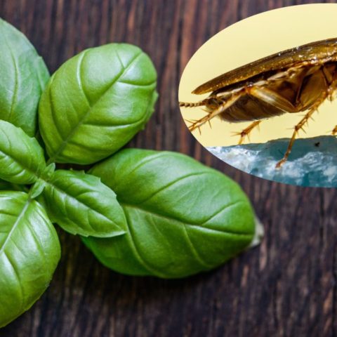 Plantas para ahuyentar a las cucarachas