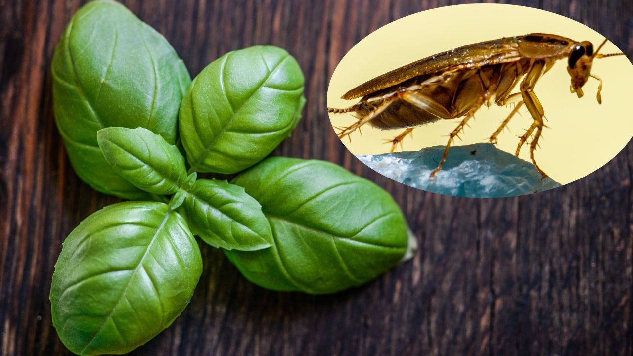 Plantas para ahuyentar a las cucarachas