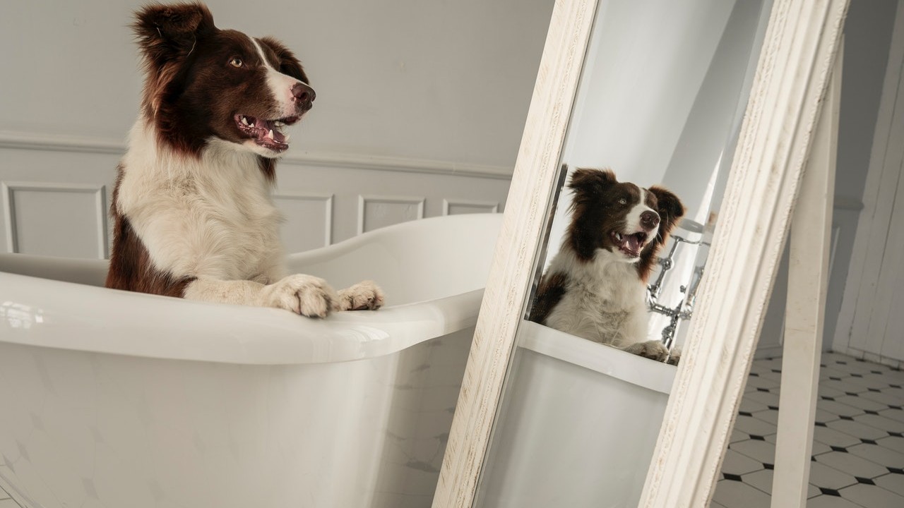 porque mi perro me sigue cuando voy al baño