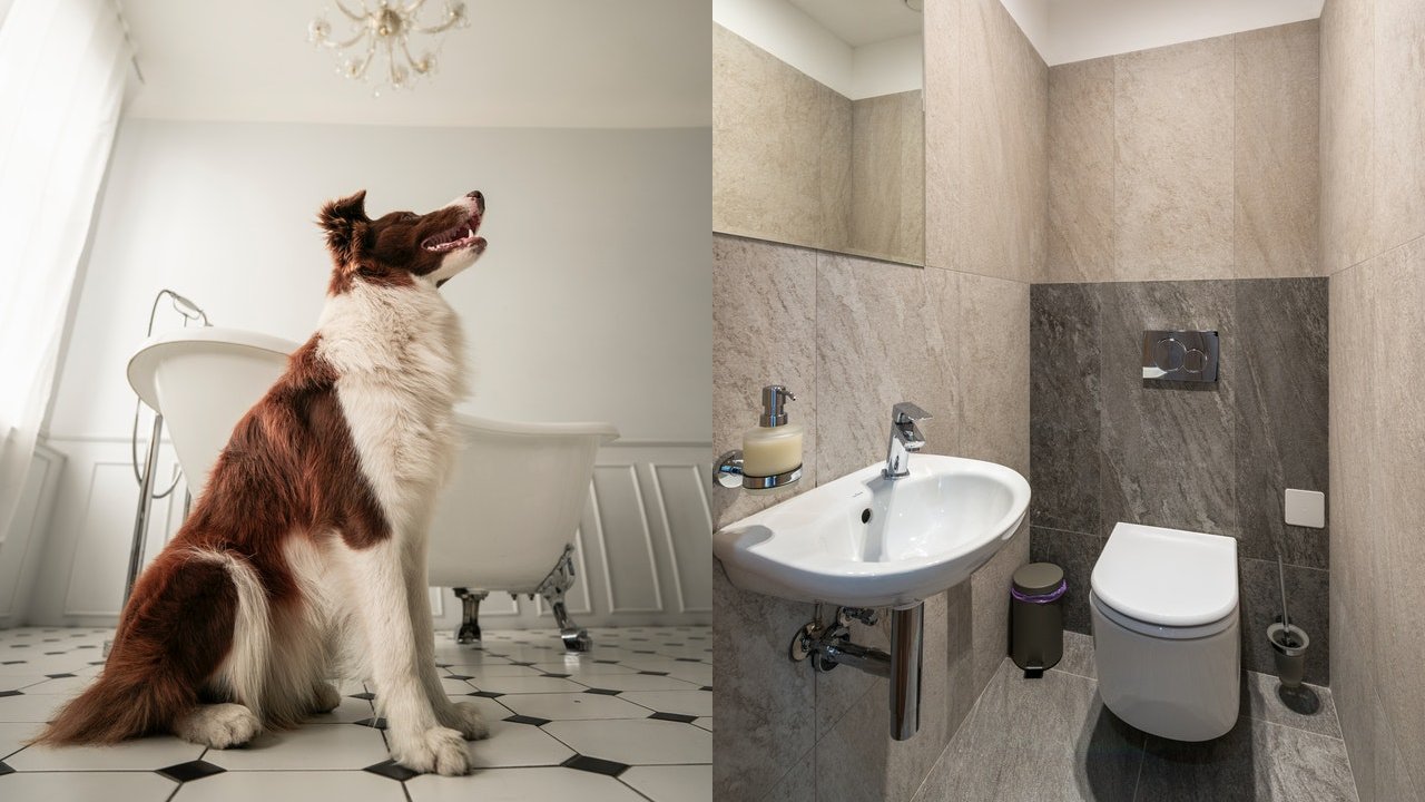 perro me sigue al baño