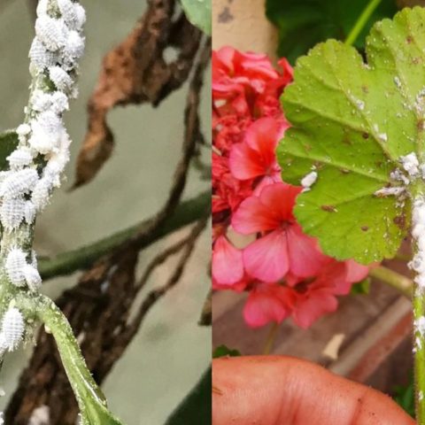 por qué sale cochinilla algodonosa