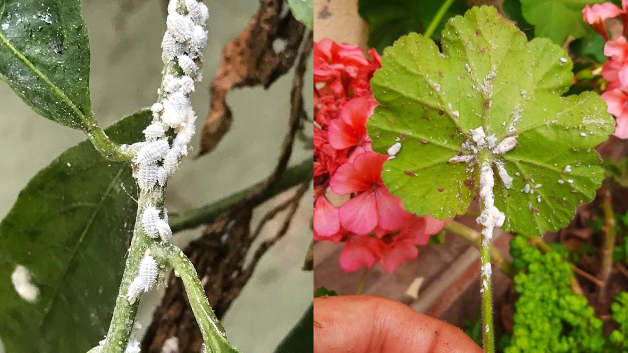 por qué sale cochinilla algodonosa