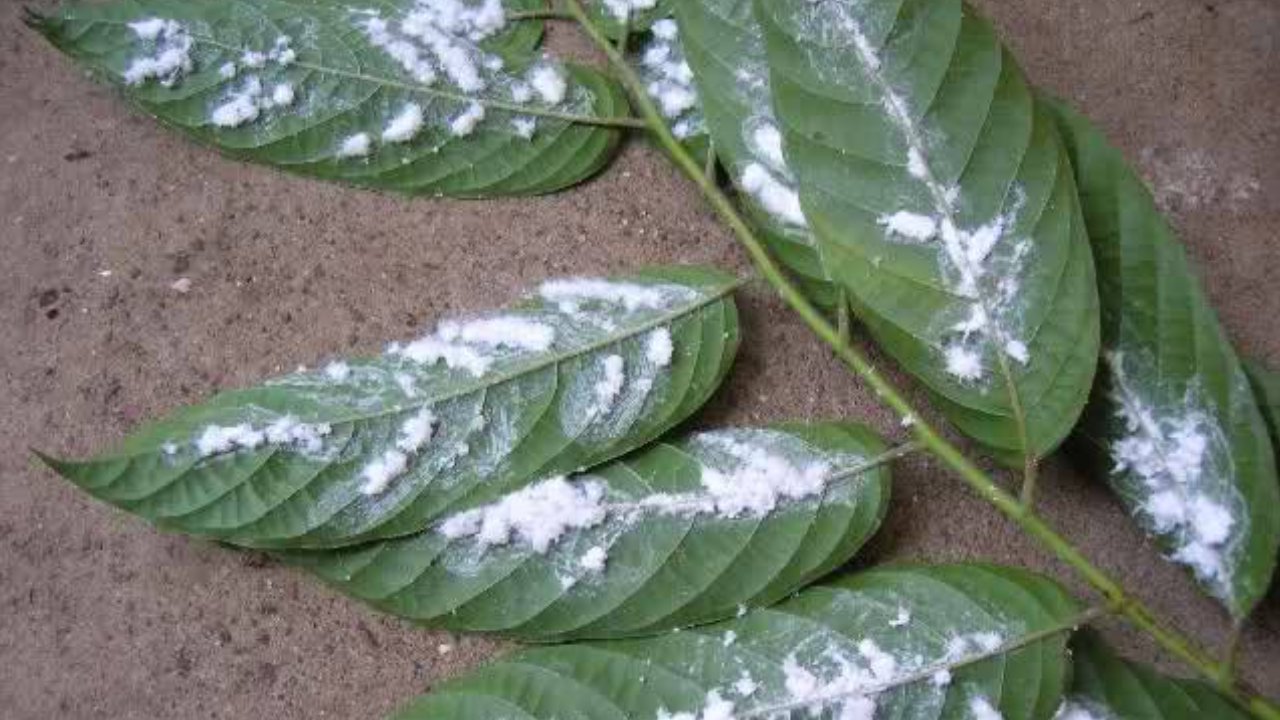 por qué sale la cochinilla algodonosa