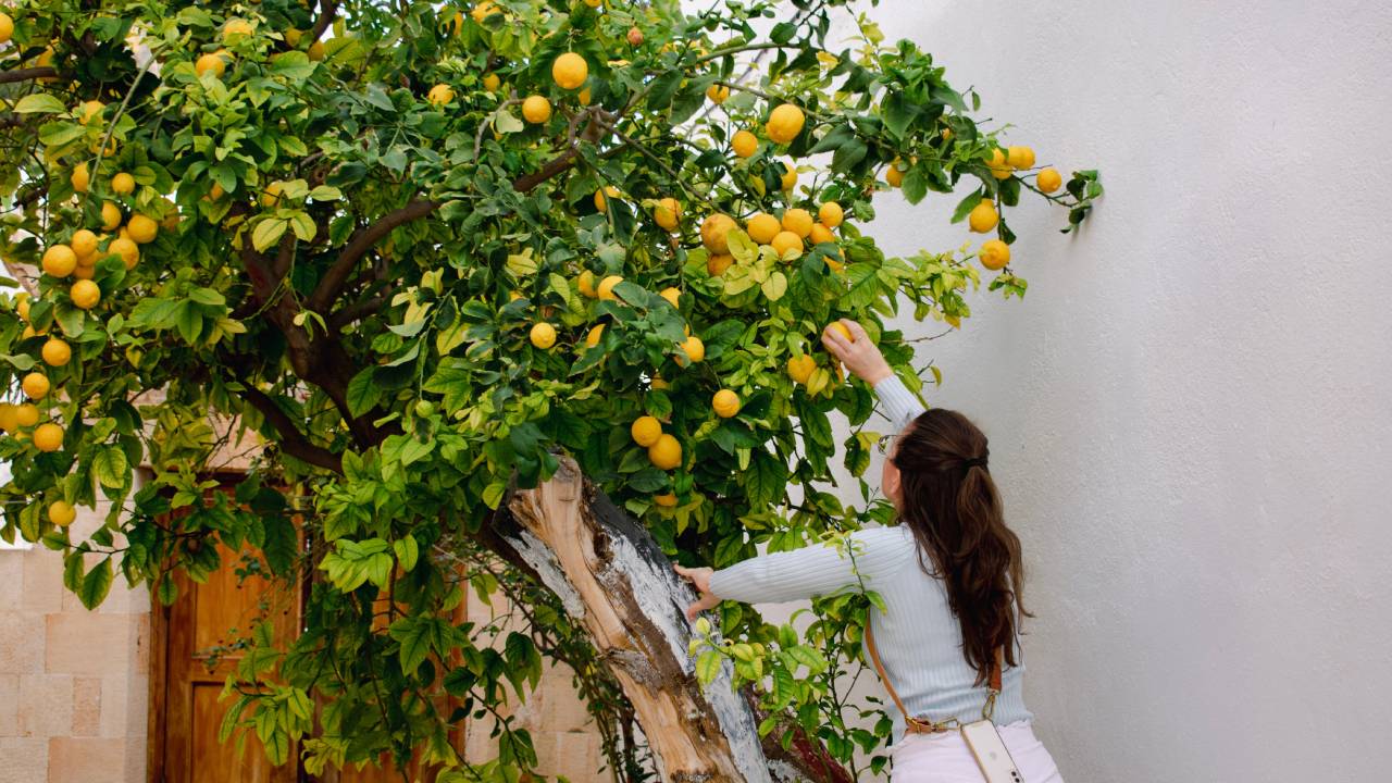 por qué tu limonero no da limones