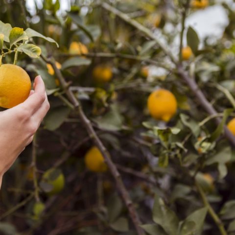 por qué tu limonero no da limones