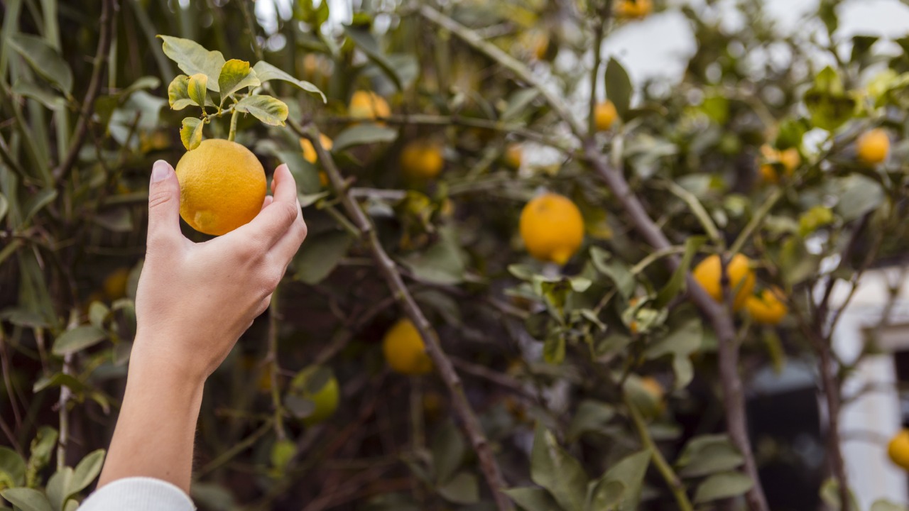 por qué tu limonero no da limones