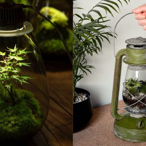 que es terrario eterno