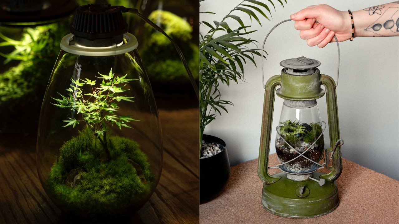 que es terrario eterno