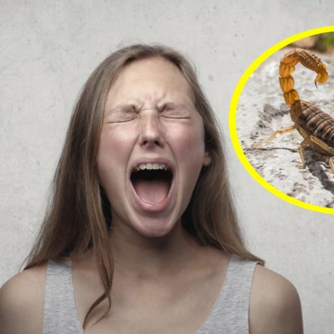 qué hacer si te pica un alacrán