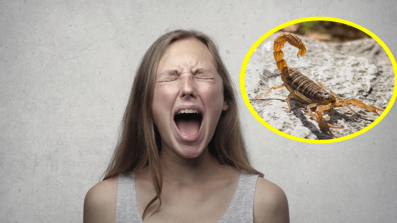 qué hacer si te pica un alacrán