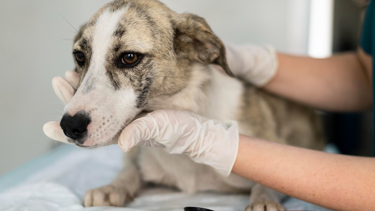 cortar el pelaje a tu perro