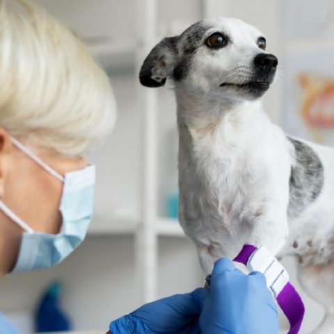 es malo rapar a tu perro en temporada de calor