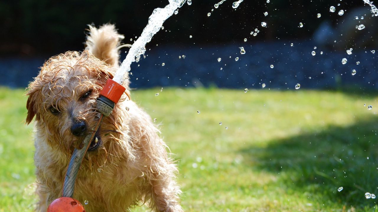 refrescar a un perro en temporada de calor