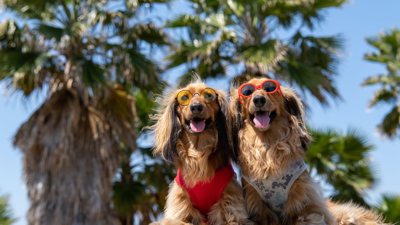 refrescar a un perro en temporada de calor