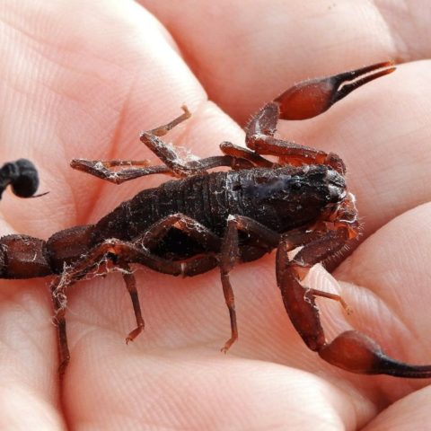 repelente casero para alacranes