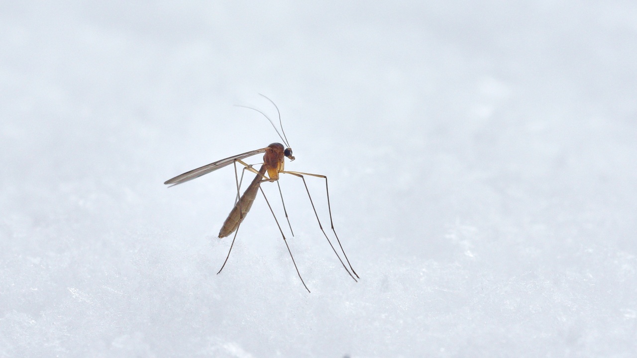 repelente con vinagre para mosquito