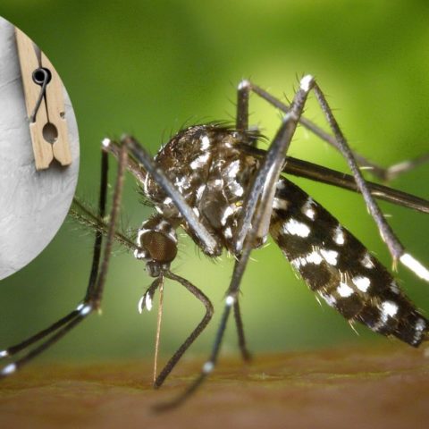 repelente con vinagre para mosquito