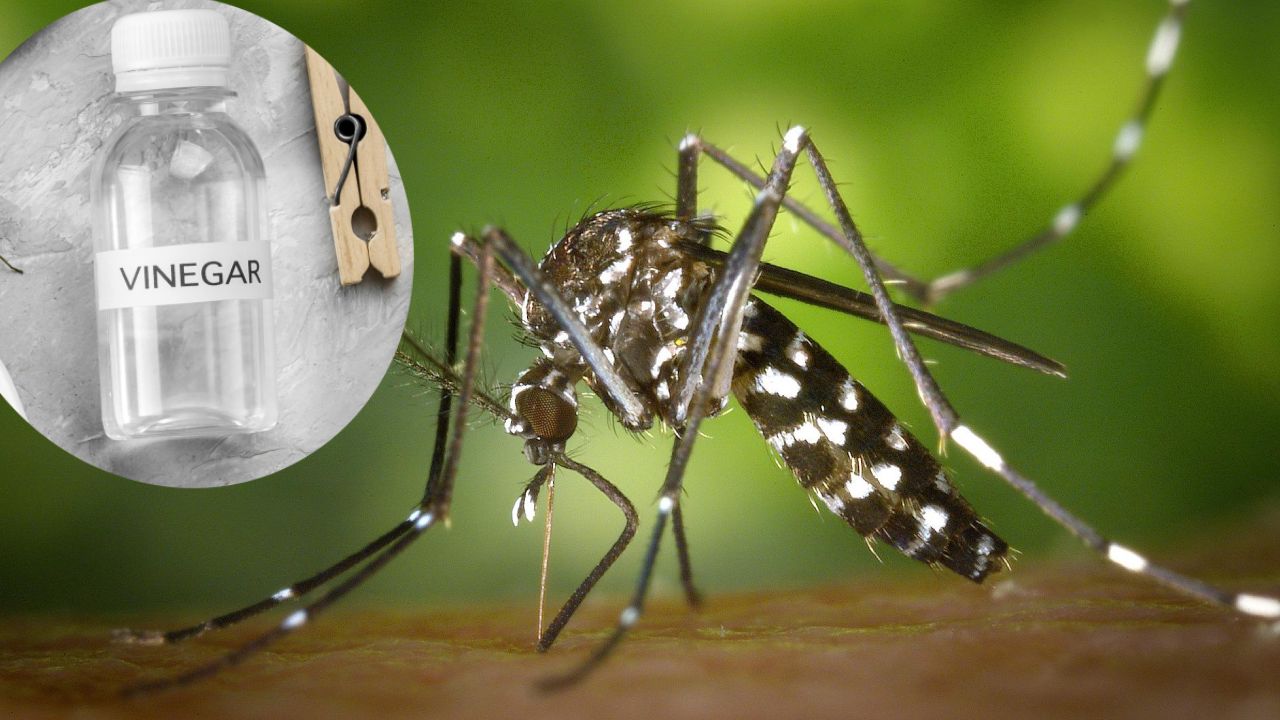 repelente con vinagre para mosquito