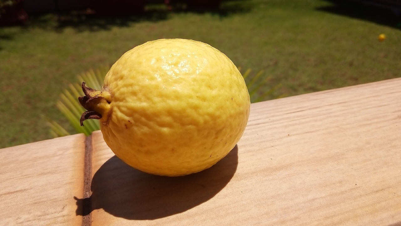 repelente de guayaba para chinches