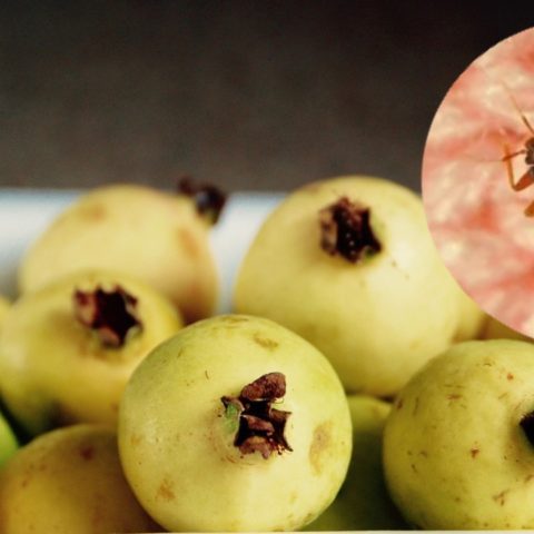 repelente de guayaba para chinches