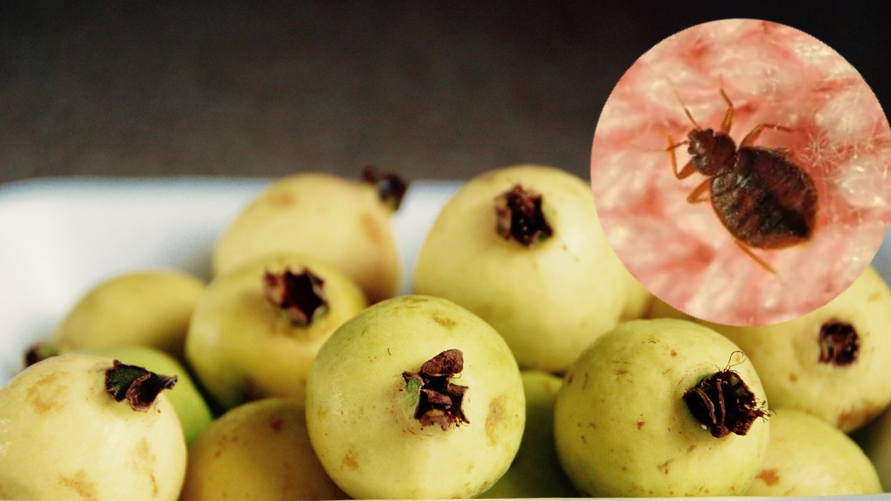 repelente de guayaba para chinches