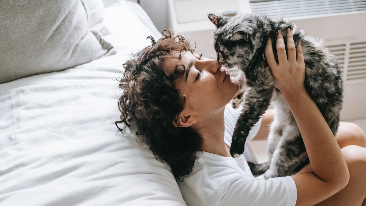 señales de que tu gato tiene toxoplasmosis