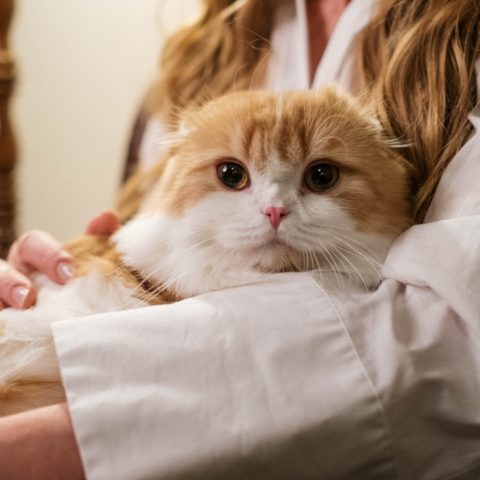 señales de que tu gato tiene toxoplasmosis