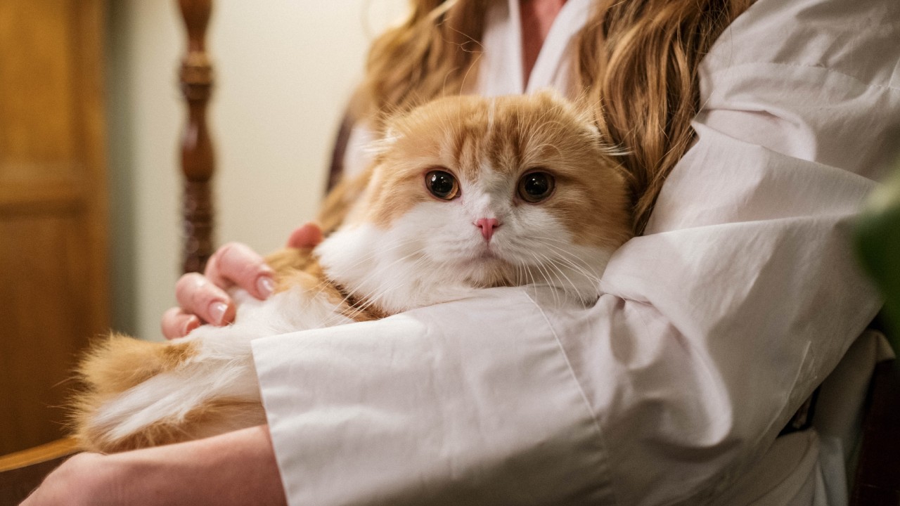 señales de que tu gato tiene toxoplasmosis