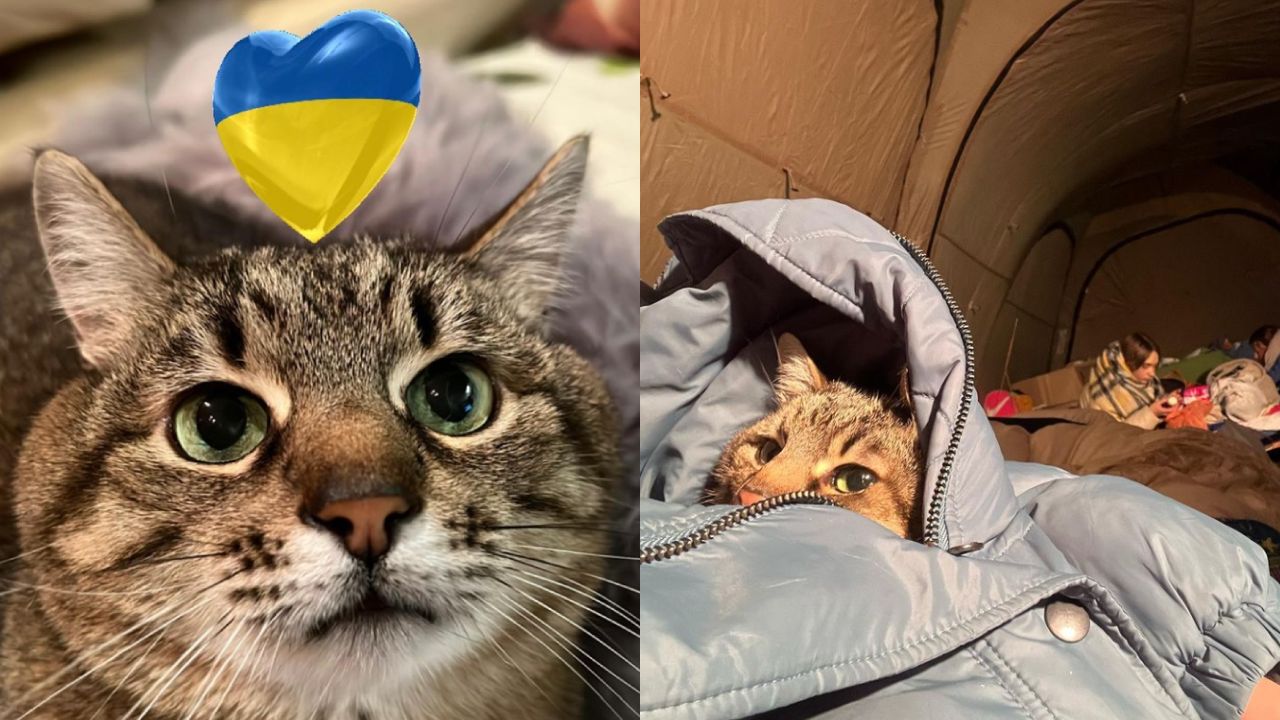 Stepan gato viral TikTok de Ucrania