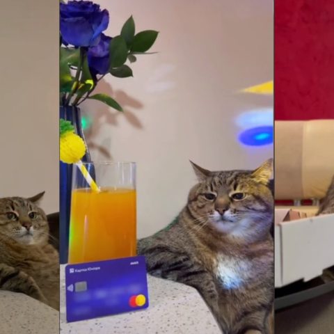 Stepan gato viral TikTok de Ucrania