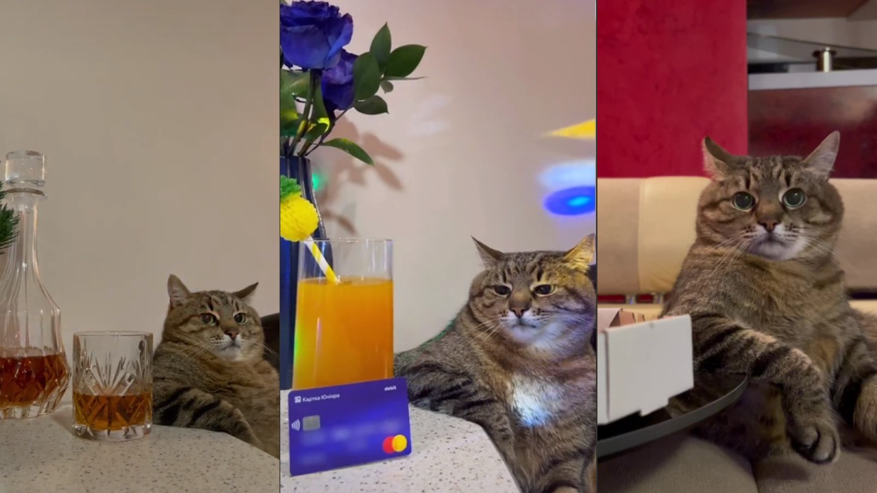 Stepan gato viral TikTok de Ucrania