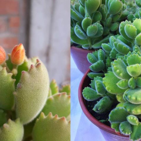 Suculenta patita de oso