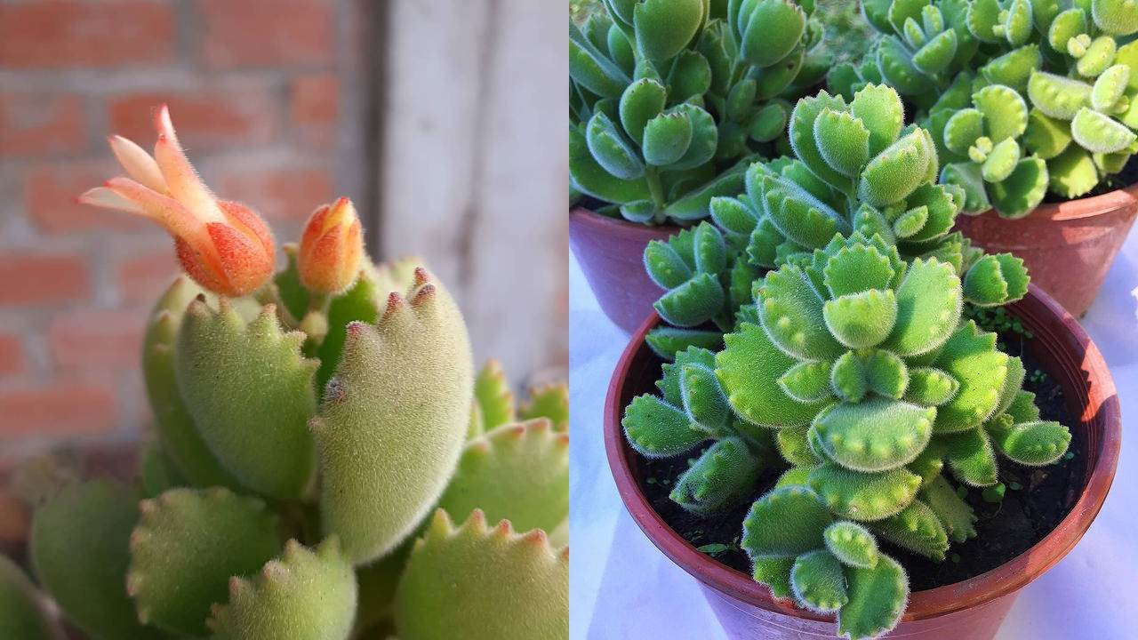 Suculenta patita de oso