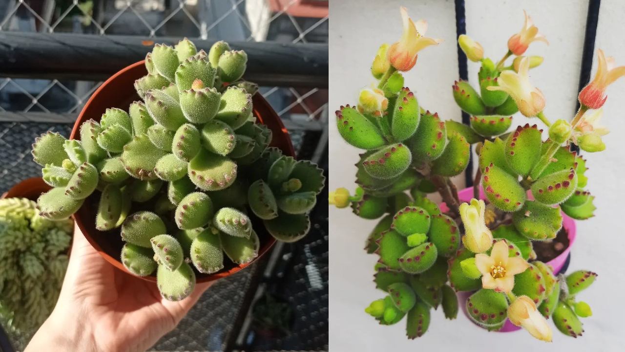 planta cotyledon tomentosa