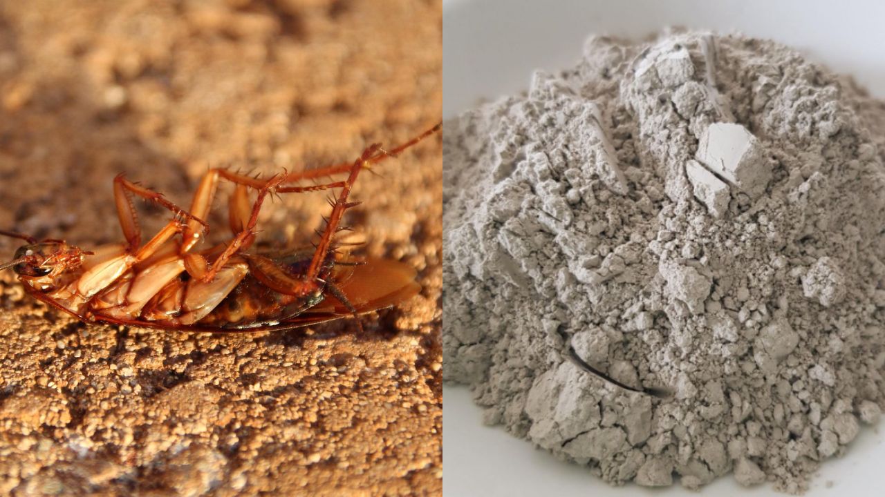 Tierra de diatomeas para eliminar a las cucarachas