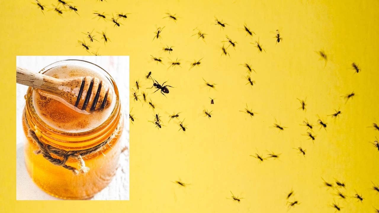 trampa con miel para las horminas