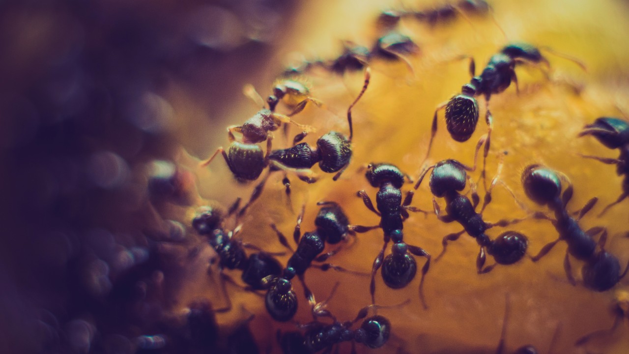 trampa con miel para las horminas