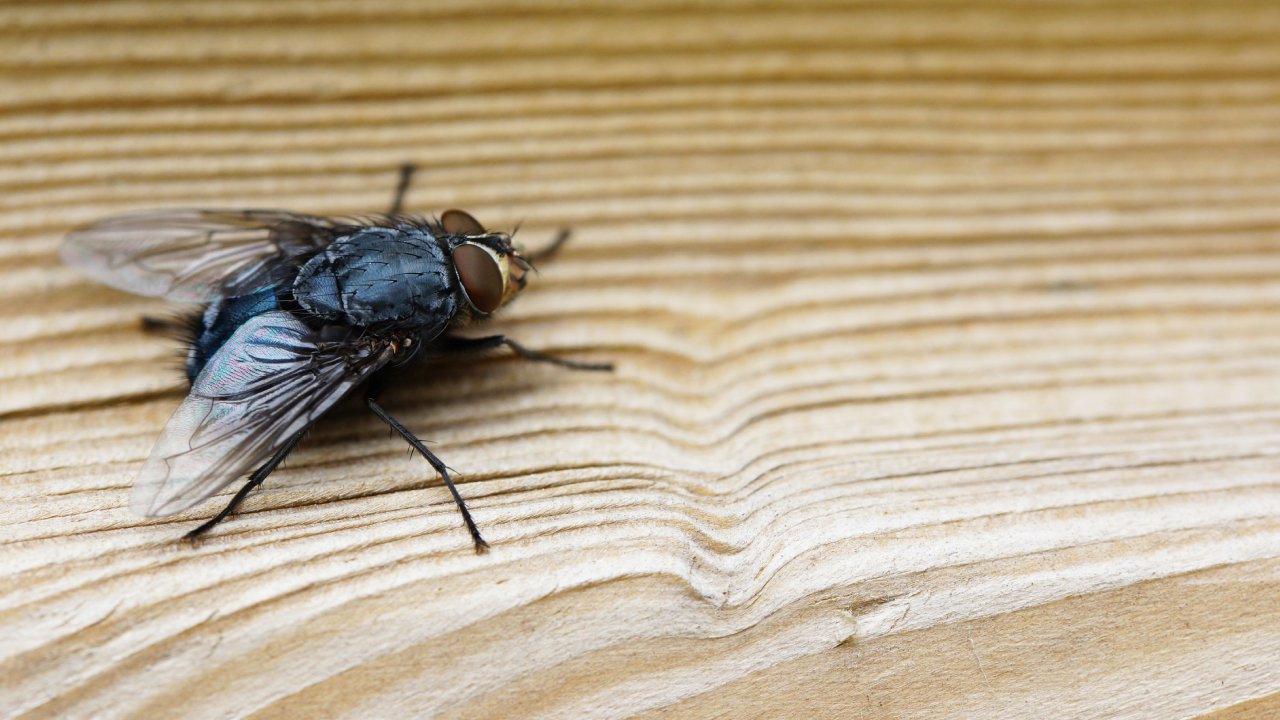 trampa para eliminar moscas