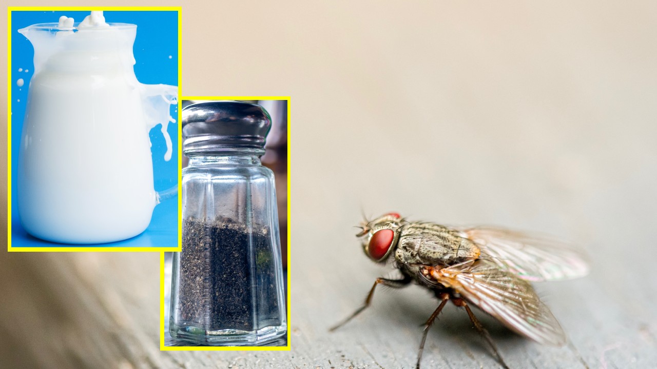 trampa para eliminar moscas