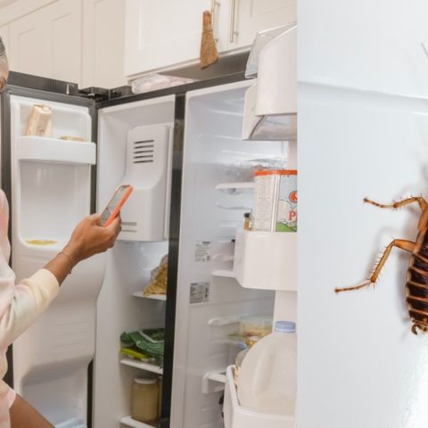 eliminar las cucarachas del refrigerador