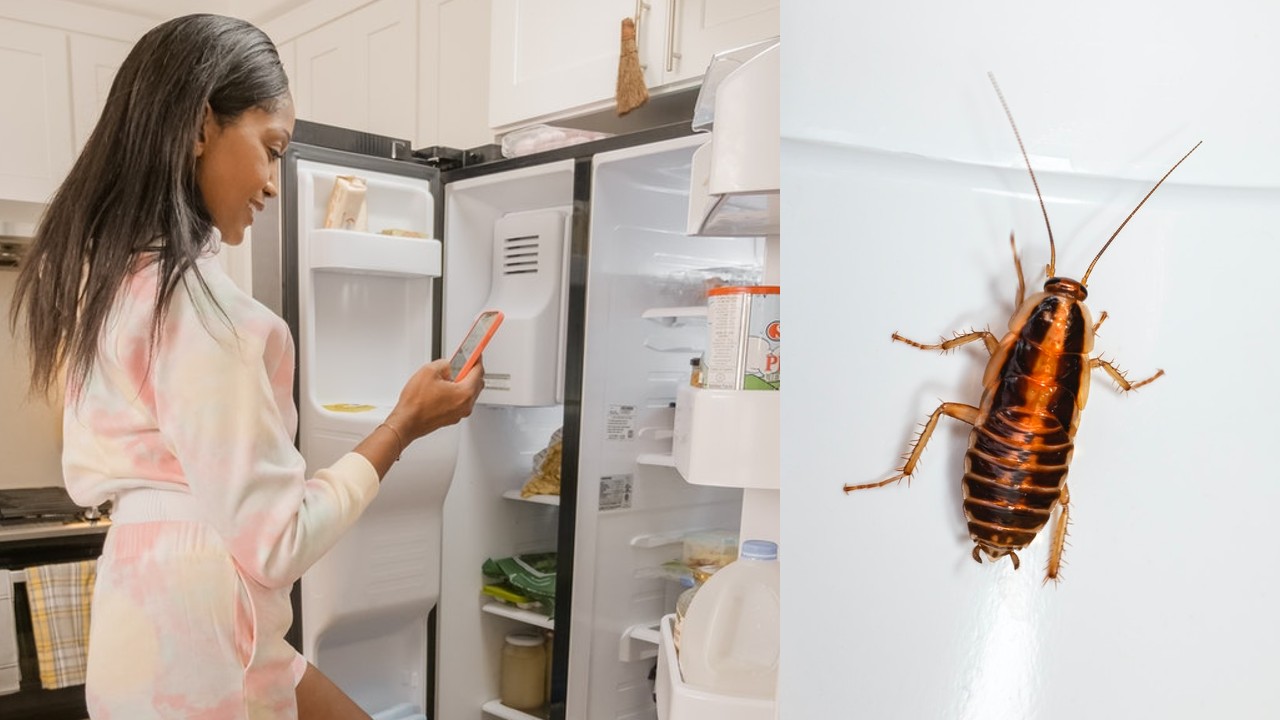 eliminar las cucarachas del refrigerador
